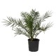 Palmier Phoenix Canariensis 80-90 cm Palmier Phoenix Canariensis 80-90 cm