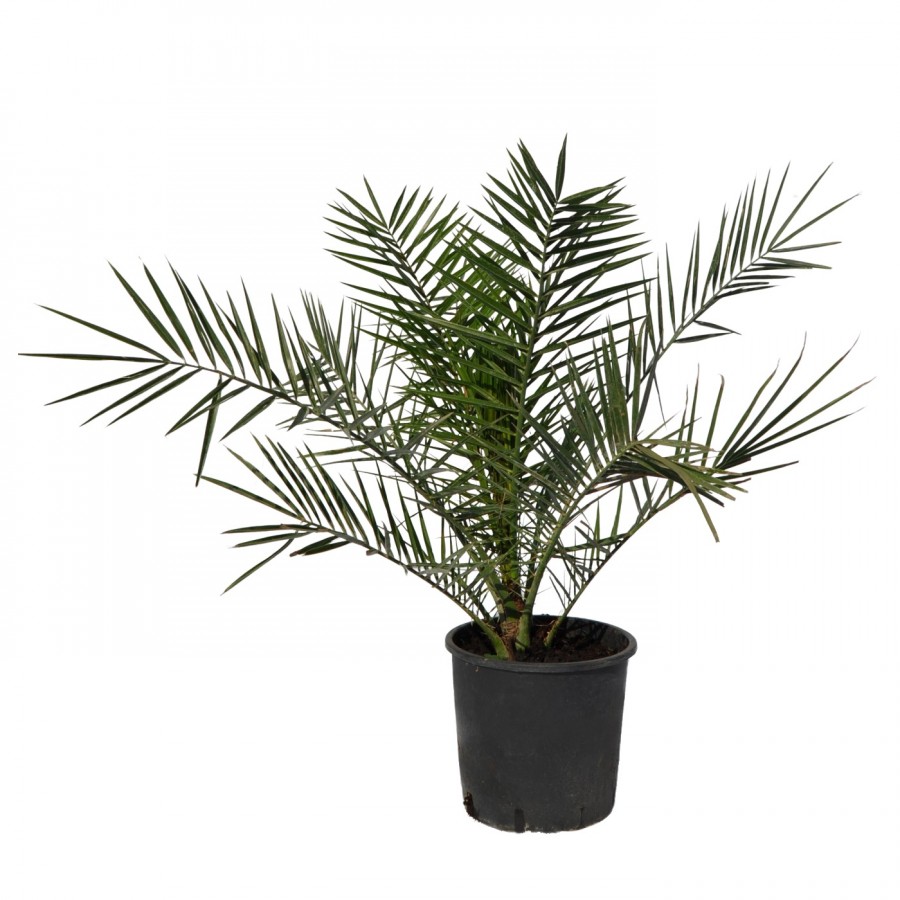 Palmier Phoenix Canariensis 80-90 cm Palmier Phoenix Canariensis 80-90 cm