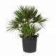 Palmier Chamaerops Humilis 90-100 cm