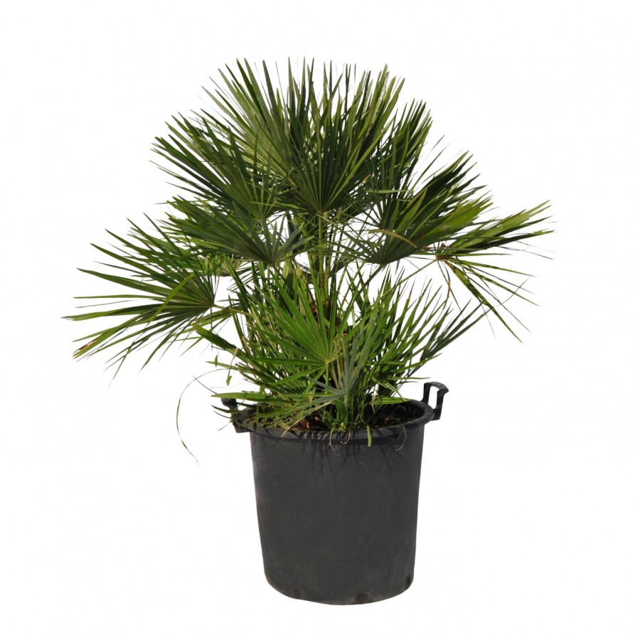 Palmier Chamaerops Humilis 90-100 cm
