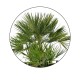 Palmier Chamaerops Humilis 90-100 cm
