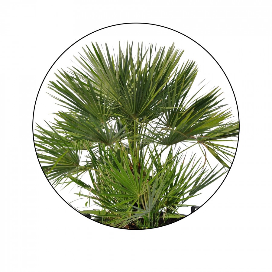 Palmier Chamaerops Humilis 90-100 cm