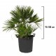 Palmier Chamaerops Humilis 90-100 cm