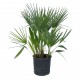 Palmier Chamaerops Humilis 30-50 cm