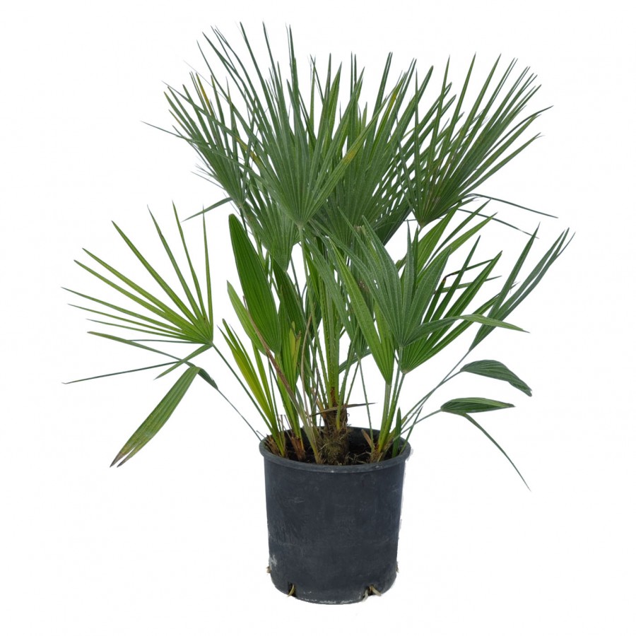 Palmier Chamaerops Humilis 30-50 cm