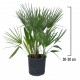 Palmier Chamaerops Humilis 30-50 cm