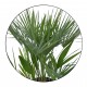 Palmier Chamaerops Humilis 30-50 cm