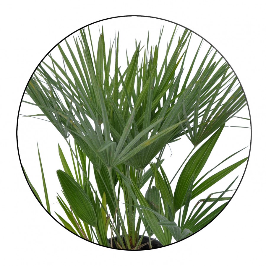 Palmier Chamaerops Humilis 30-50 cm