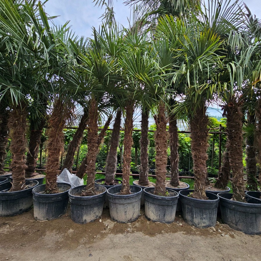 Palmier Trachycarpus Fortunei 2-2.5 m