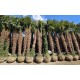 Palmier Trachycarpus Fortunei 3-5 m