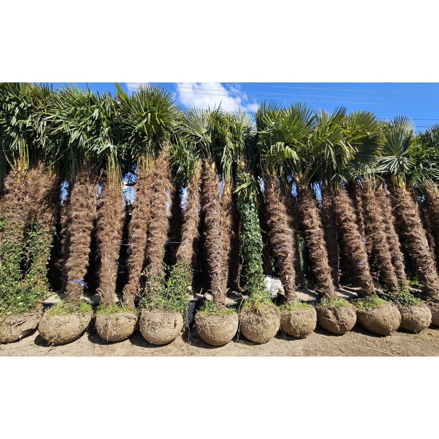Palmier Trachycarpus Fortunei 3-5 m