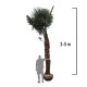 Palmier Trachycarpus Fortunei 3-5 m