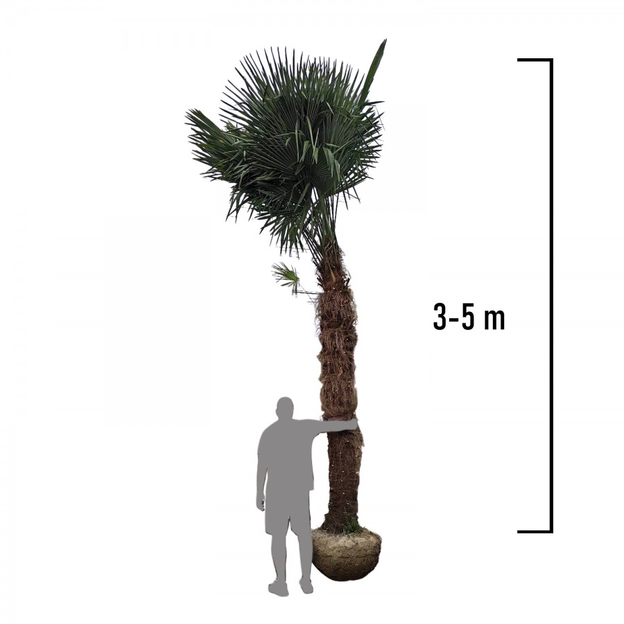 Palmier Trachycarpus Fortunei 3-5 m