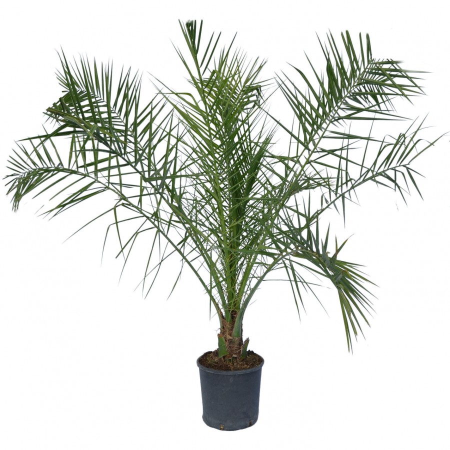Palmier Phoenix Canariensis 1.6-1.8 m Palmier Phoenix Canariensis 1.6-1.8 m