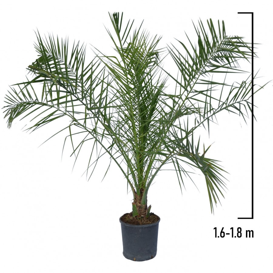 Palmier Phoenix Canariensis 1.6-1.8 m Palmier Phoenix Canariensis 1.6-1.8 m