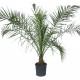 Palmier Phoenix Canariensis 2 m Palmier Phoenix Canariensis 2 m
