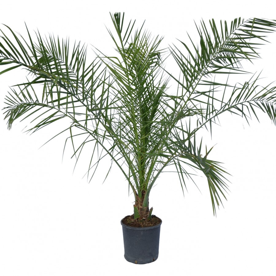 Palmier Phoenix Canariensis 2 m Palmier Phoenix Canariensis 2 m