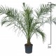 Palmier Phoenix Canariensis 2 m Palmier Phoenix Canariensis 2 m