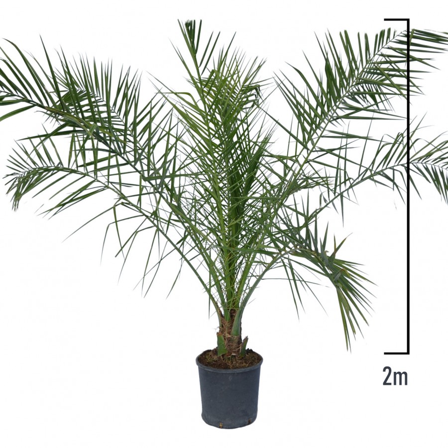 Palmier Phoenix Canariensis 2 m Palmier Phoenix Canariensis 2 m