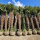 Palmier Trachycarpus Fortunei 3-5 m