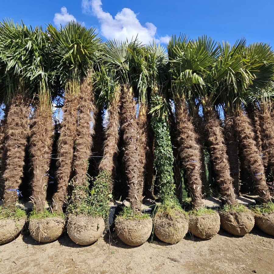 Palmier Trachycarpus Fortunei 3-5 m