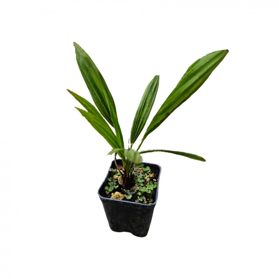 Palmier Trachycarpus Fortunei 20-30 cm Palmier Trachycarpus Fortunei 20-30 cm