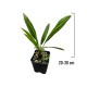 Palmier Trachycarpus Fortunei 20-30 cm Palmier Trachycarpus Fortunei 20-30 cm