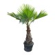 Palmier Washingtonia 2.2-2.4 m Palmier Washingtonia 2.2-2.4 m