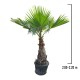 Palmier Washingtonia 2.2-2.4 m Palmier Washingtonia 2.2-2.4 m