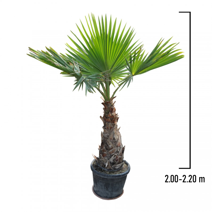 Palmier Washingtonia 2.2-2.4 m Palmier Washingtonia 2.2-2.4 m