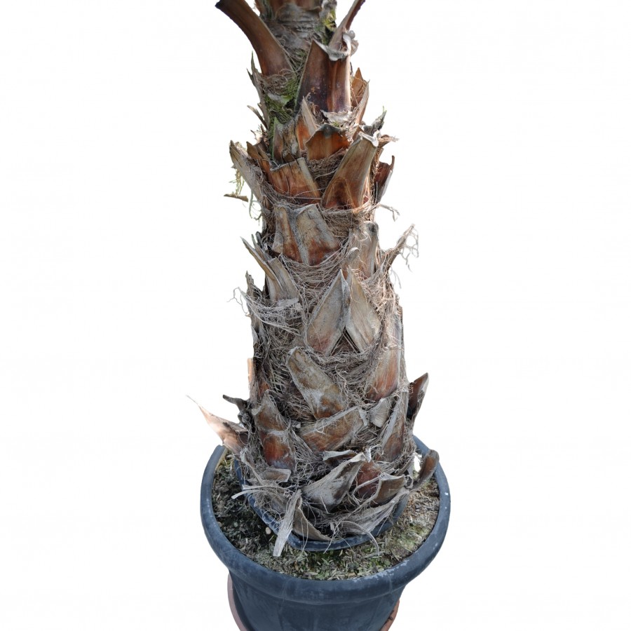 Palmier Washingtonia 2.2-2.4 m Palmier Washingtonia 2.2-2.4 m