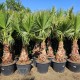 Palmier Washingtonia 2 m