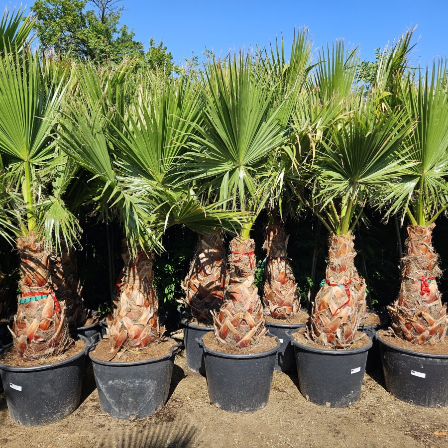 Palmier Washingtonia 2 m