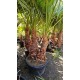 Palmier Washingtonia Trunchi Dublu 2 m Palmier Washingtonia Trunchi Dublu 2 m