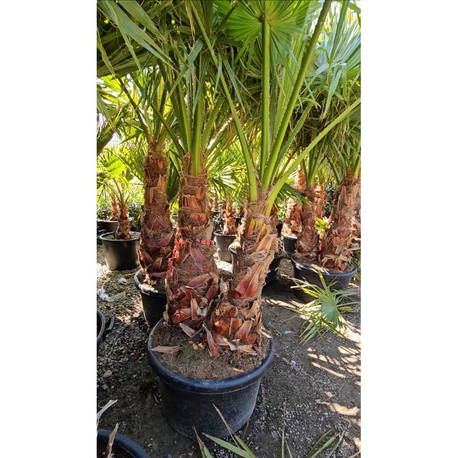 Palmier Washingtonia Trunchi Dublu 2 m Palmier Washingtonia Trunchi Dublu 2 m