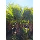 Palmier Washingtonia Trunchi Dublu 2 m Palmier Washingtonia Trunchi Dublu 2 m