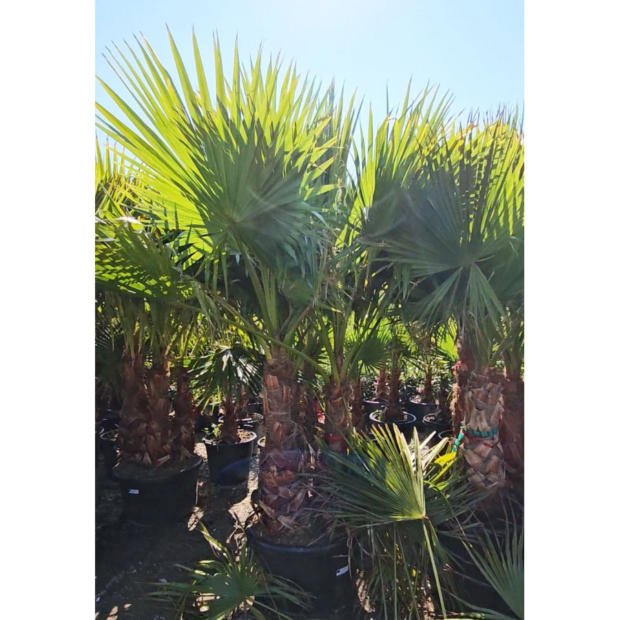 Palmier Washingtonia Trunchi Dublu 2 m Palmier Washingtonia Trunchi Dublu 2 m