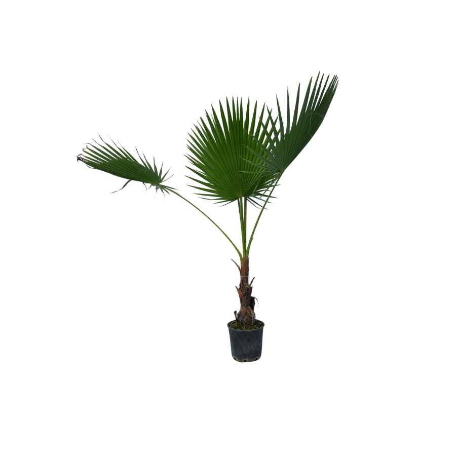 Palmier Washingtonia 1.4-1.6 m Palmier Washingtonia 1.4-1.6 m