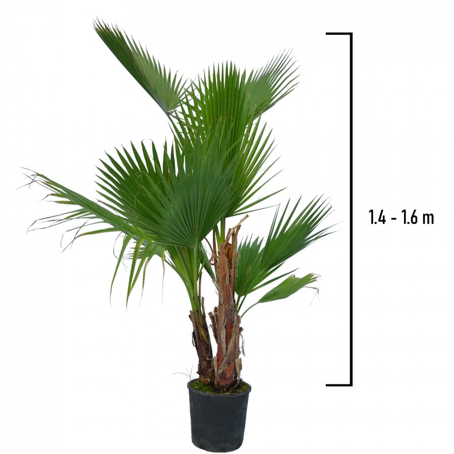 Palmier Washingtonia 1.4-1.6 m Palmier Washingtonia 1.4-1.6 m