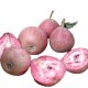 Păr Coccomerina (Rădacina liberă) Păr Coccomerina (Rădacina liberă)