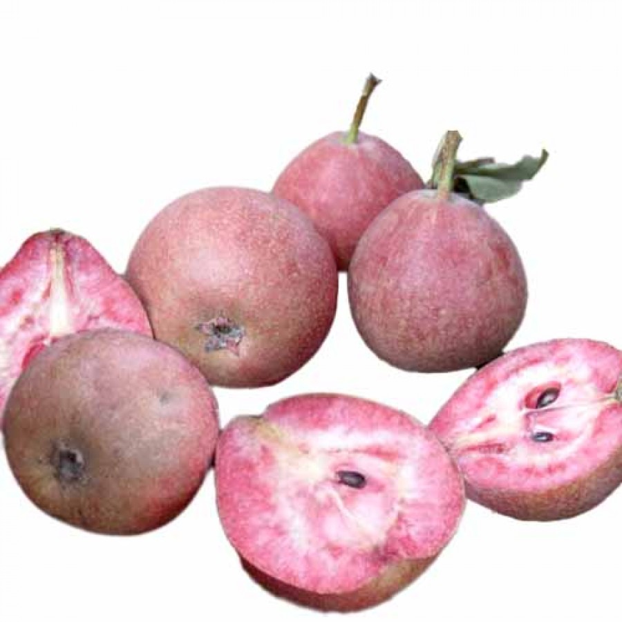 Păr Coccomerina (Rădacina liberă) Păr Coccomerina (Rădacina liberă)
