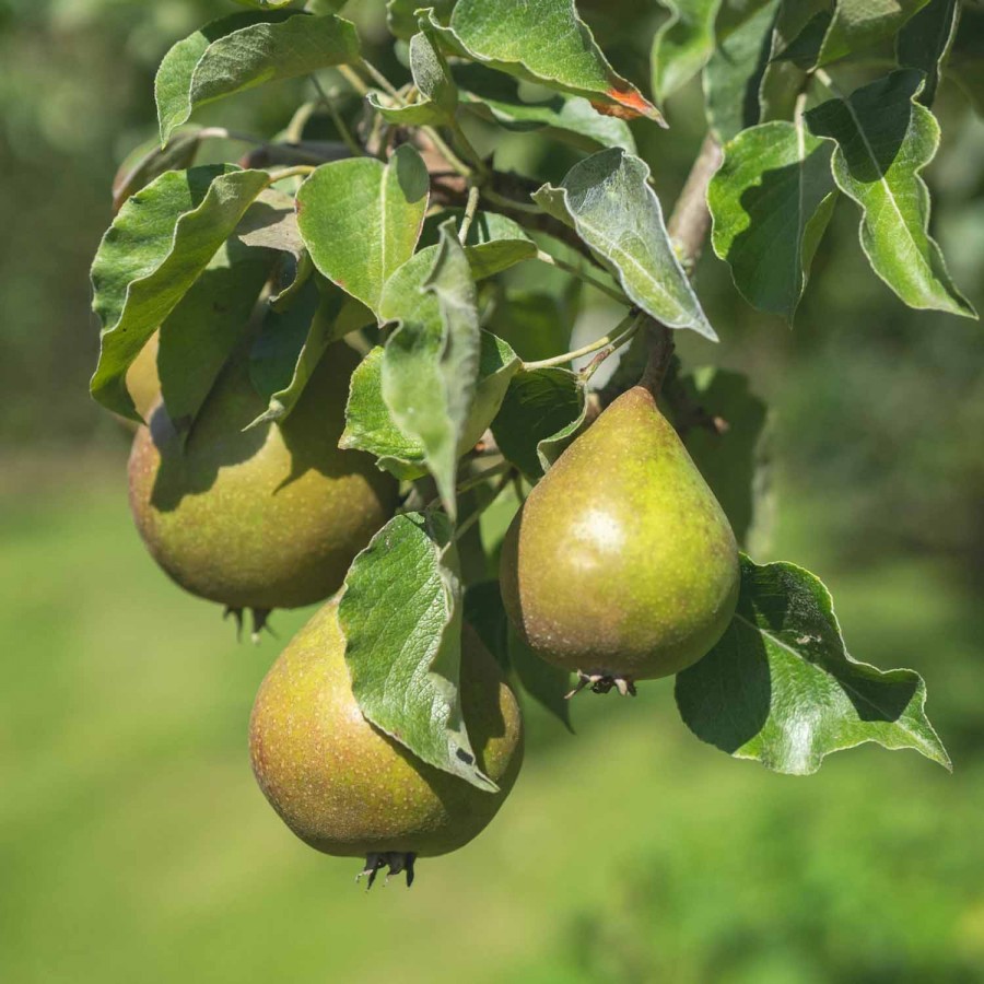 Păr Cure (Rădăcină Liberă) Păr Cure (Rădăcină Liberă)