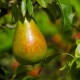 Păr Coccomerina (Rădacina liberă) Păr Coccomerina (Rădacina liberă)