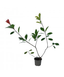 Photinia Red Robin 20-30 cm Photinia Red Robin 20-30 cm