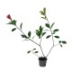 Photinia Red Robin 20-30 cm Photinia Red Robin 20-30 cm