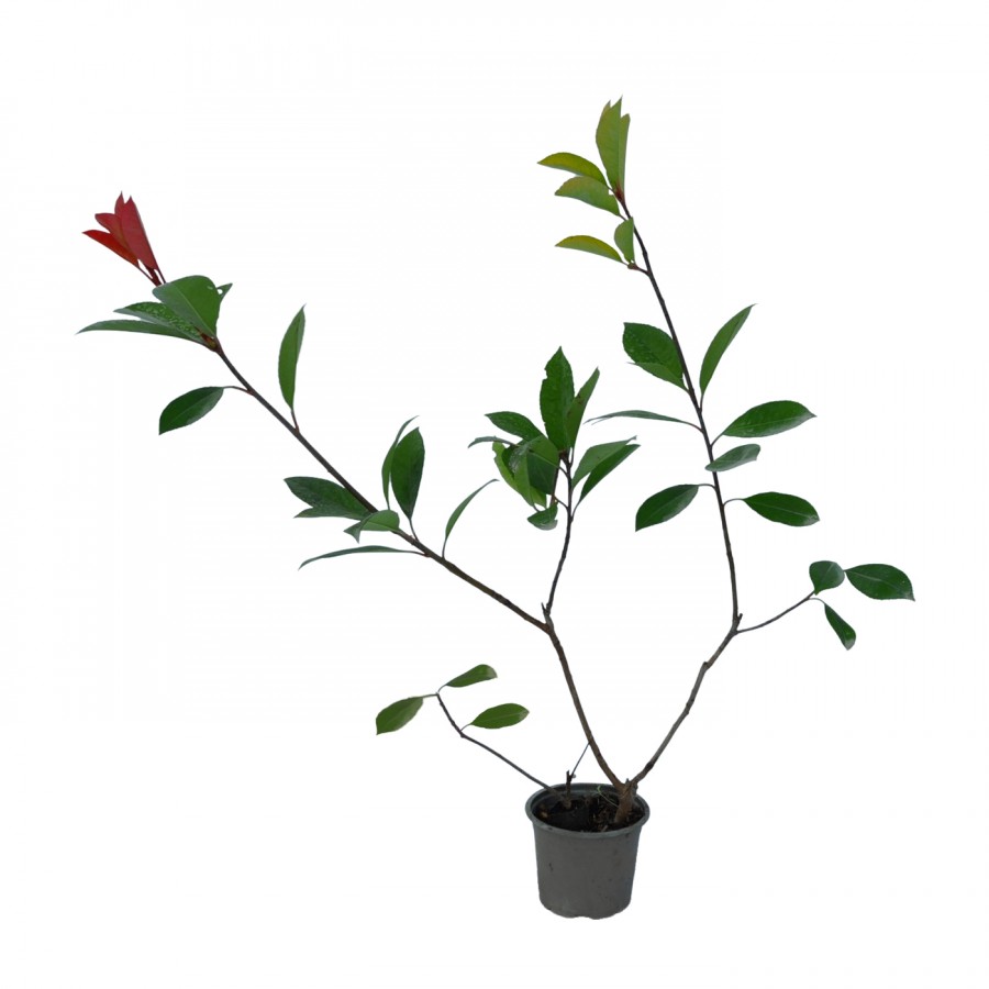 Photinia Red Robin 20-30 cm Photinia Red Robin 20-30 cm