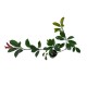 Photinia Red Robin 20-30 cm Photinia Red Robin 20-30 cm