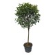 Photinia Red Robin Glob 150-170 cm Photinia Red Robin Glob 150-170 cm