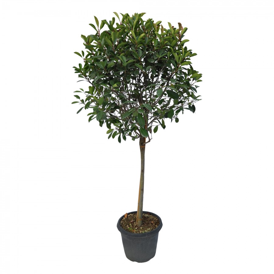 Photinia Red Robin Glob 150-170 cm Photinia Red Robin Glob 150-170 cm
