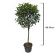 Photinia Red Robin Glob 150-170 cm Photinia Red Robin Glob 150-170 cm